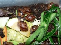 a.m.suturalis (002)